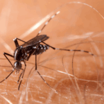 chikungunya Suriname