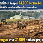 illegale ontbossing Suriname