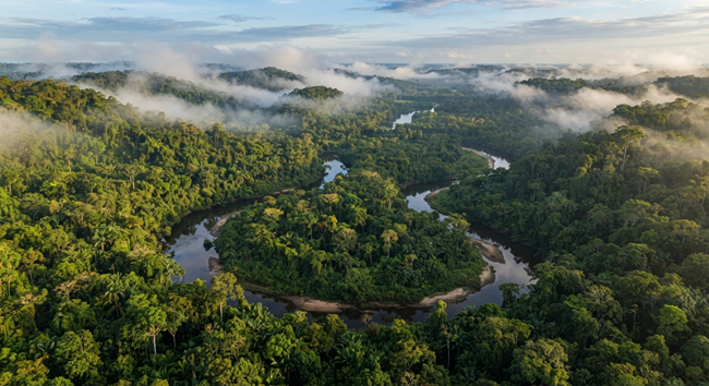 De bossen in Suriname